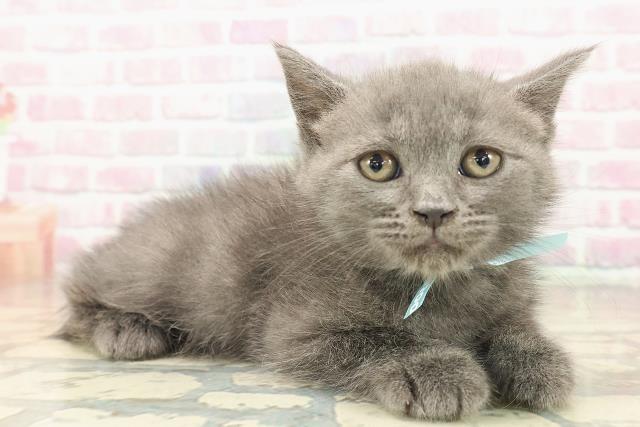 東京都のブリティッシュショートヘアー (Coo&RIKU池袋西口店/2025年9月18日生まれ/男の子/ブルー)の子猫の3枚目の画像