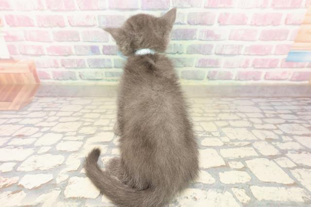 東京都のブリティッシュショートヘアー (Coo&RIKU池袋西口店/2025年9月18日生まれ/男の子/ブルー)の子猫の4枚目の画像