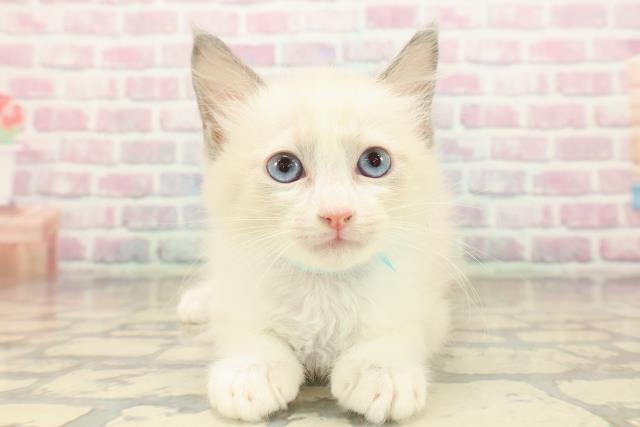 千葉県のラグドール (Coo&RIKUアクロスモール新鎌ケ谷店/2025年9月20日生まれ/男の子/ブルーポイントバイカラー)の子猫の1枚目の画像
