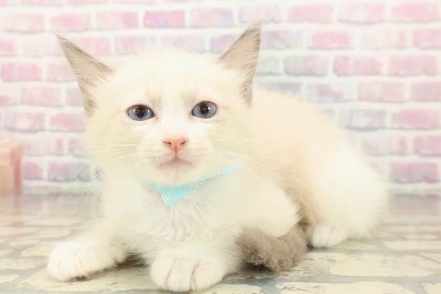 千葉県のラグドール (Coo&RIKUアクロスモール新鎌ケ谷店/2025年9月20日生まれ/男の子/ブルーポイントバイカラー)の子猫の2枚目の画像