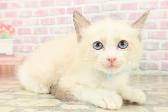 千葉県のラグドール (Coo&RIKUアクロスモール新鎌ケ谷店/2025年9月20日生まれ/男の子/ブルーポイントバイカラー)の子猫の3枚目の画像