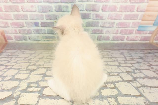 千葉県のラグドール (Coo&RIKUアクロスモール新鎌ケ谷店/2025年9月20日生まれ/男の子/ブルーポイントバイカラー)の子猫の4枚目の画像