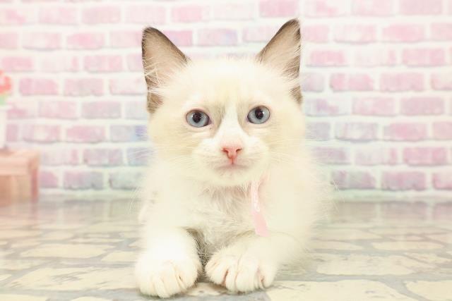 栃木県のラグドール (Coo&RIKUイオンタウン佐野店/2025年9月20日生まれ/女の子/シールポイントバイカラー)の子猫の1枚目の画像