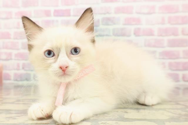 栃木県のラグドール (Coo&RIKUイオンタウン佐野店/2025年9月20日生まれ/女の子/シールポイントバイカラー)の子猫の2枚目の画像