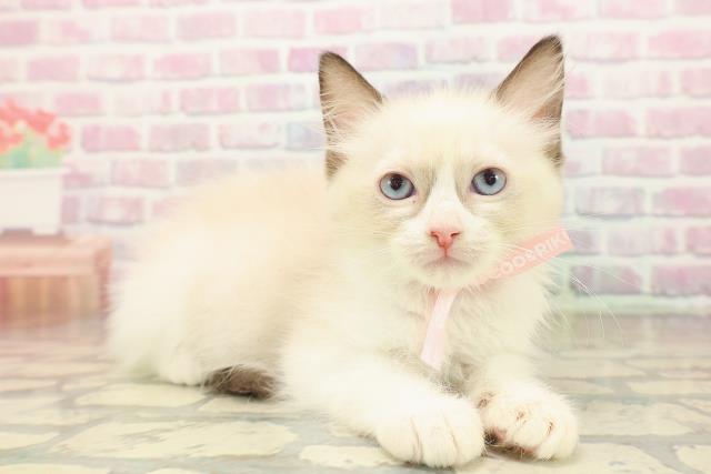 栃木県のラグドール (Coo&RIKUイオンタウン佐野店/2025年9月20日生まれ/女の子/シールポイントバイカラー)の子猫の3枚目の画像
