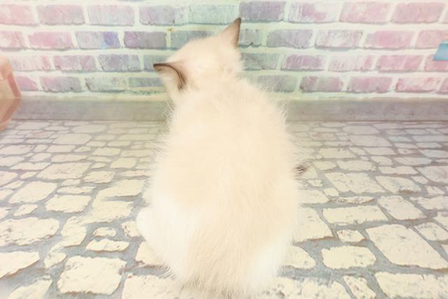 栃木県のラグドール (Coo&RIKUイオンタウン佐野店/2025年9月20日生まれ/女の子/シールポイントバイカラー)の子猫の4枚目の画像