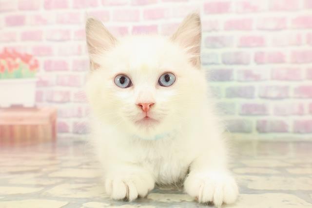 埼玉県のラグドール (Coo&RIKU所沢店/2025年9月20日生まれ/男の子/ブルーポイントバイカラー)の子猫の1枚目の画像