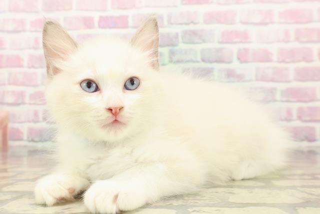 埼玉県のラグドール (Coo&RIKU所沢店/2025年9月20日生まれ/男の子/ブルーポイントバイカラー)の子猫の2枚目の画像