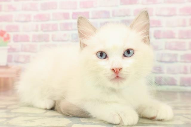 埼玉県のラグドール (Coo&RIKU所沢店/2025年9月20日生まれ/男の子/ブルーポイントバイカラー)の子猫の3枚目の画像