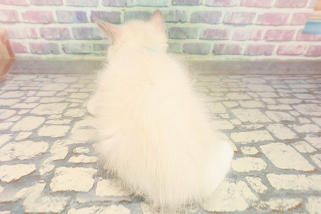 埼玉県のラグドール (Coo&RIKU所沢店/2025年9月20日生まれ/男の子/ブルーポイントバイカラー)の子猫の4枚目の画像