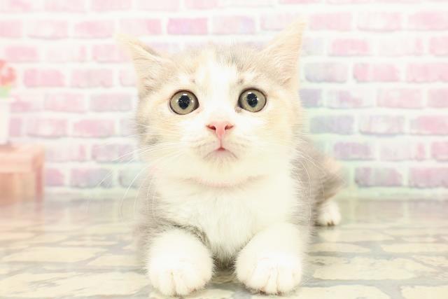 千葉県のマンチカン (Coo&RIKUフレスポ稲毛店/2025年9月7日生まれ/女の子/ダイリュートキャリコ)の子猫の1枚目の画像