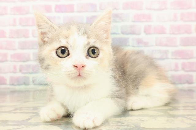 千葉県のマンチカン (Coo&RIKUフレスポ稲毛店/2025年9月7日生まれ/女の子/ダイリュートキャリコ)の子猫の2枚目の画像