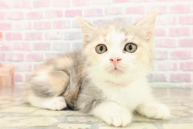 千葉県のマンチカン (Coo&RIKUフレスポ稲毛店/2025年9月7日生まれ/女の子/ダイリュートキャリコ)の子猫の3枚目の画像