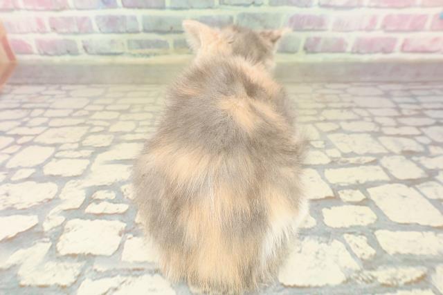 千葉県のマンチカン (Coo&RIKUフレスポ稲毛店/2025年9月7日生まれ/女の子/ダイリュートキャリコ)の子猫の4枚目の画像