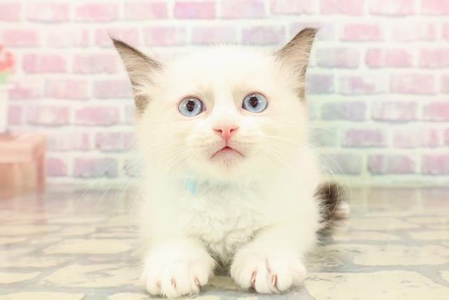 福井県のラグドール (Coo&RIKU福井店/2025年9月21日生まれ/男の子/シールポイントバイカラー)の子猫の1枚目の画像