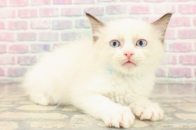 福井県のラグドール (Coo&RIKU福井店/2025年9月21日生まれ/男の子/シールポイントバイカラー)の子猫の3枚目の画像