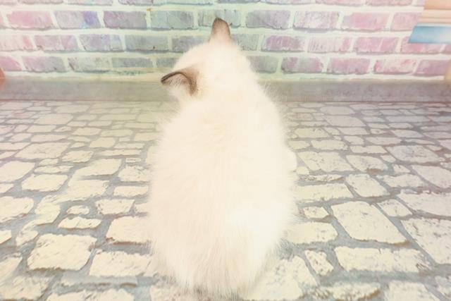 福井県のラグドール (Coo&RIKU福井店/2025年9月21日生まれ/男の子/シールポイントバイカラー)の子猫の4枚目の画像