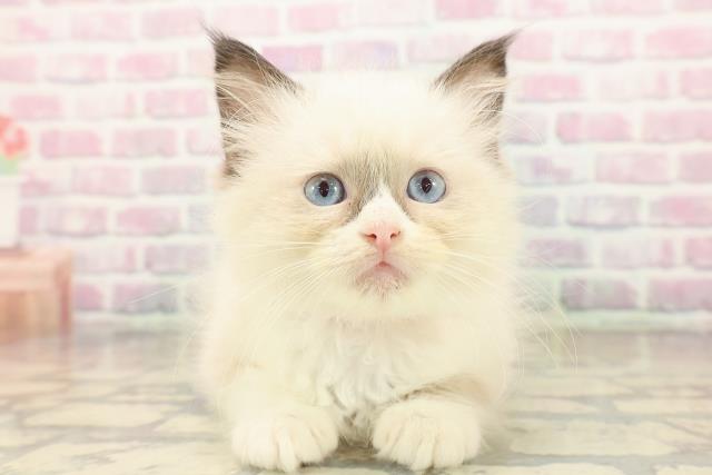 埼玉県のラグドール (Coo&RIKU春日部店/2025年9月21日生まれ/女の子/シールポイントバイカラー)の子猫の1枚目の画像