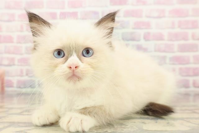 埼玉県のラグドール (Coo&RIKU春日部店/2025年9月21日生まれ/女の子/シールポイントバイカラー)の子猫の2枚目の画像