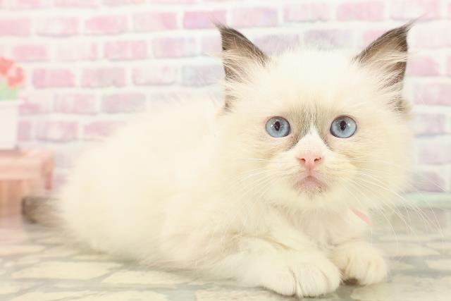 埼玉県のラグドール (Coo&RIKU春日部店/2025年9月21日生まれ/女の子/シールポイントバイカラー)の子猫の3枚目の画像