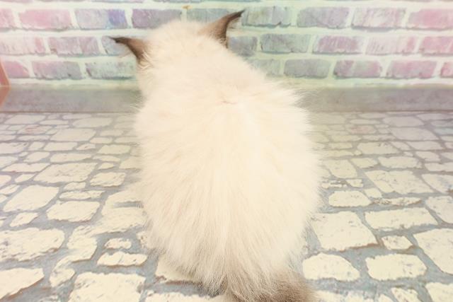 埼玉県のラグドール (Coo&RIKU春日部店/2025年9月21日生まれ/女の子/シールポイントバイカラー)の子猫の4枚目の画像