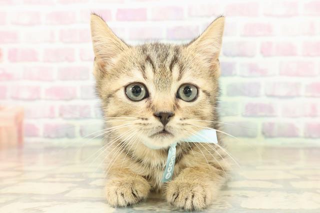 栃木県のマンチカン (Coo&RIKUイオンタウン佐野店/2025年9月7日生まれ/男の子/ブラウンマッカレルタビー)の子猫の1枚目の画像