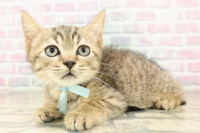 栃木県のマンチカン (Coo&RIKUイオンタウン佐野店/2025年9月7日生まれ/男の子/ブラウンマッカレルタビー)の子猫の2枚目の画像