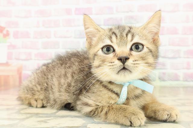 栃木県のマンチカン (Coo&RIKUイオンタウン佐野店/2025年9月7日生まれ/男の子/ブラウンマッカレルタビー)の子猫の3枚目の画像