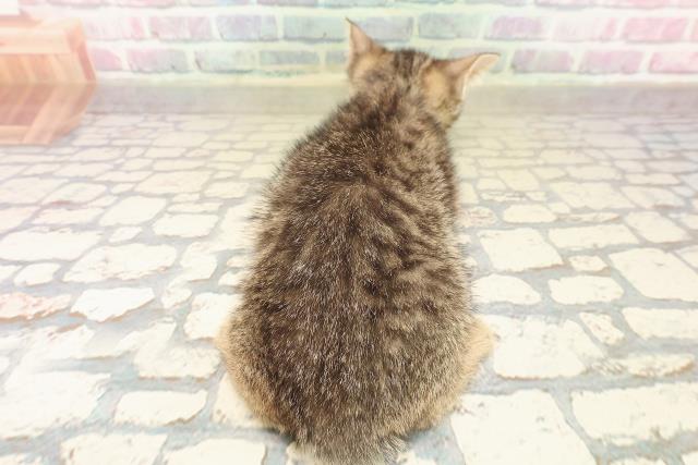 栃木県のマンチカン (Coo&RIKUイオンタウン佐野店/2025年9月7日生まれ/男の子/ブラウンマッカレルタビー)の子猫の4枚目の画像