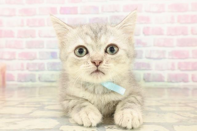 東京都のミヌエット (Coo&RIKU江戸川店/2025年8月24日生まれ/男の子/ブルークラシックタビー)の子猫の1枚目の画像