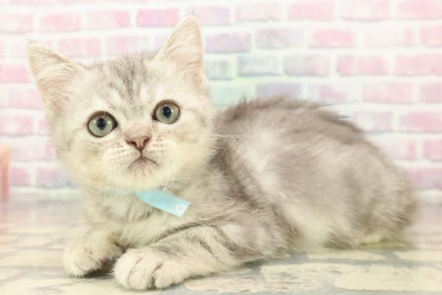 東京都のミヌエット (Coo&RIKU江戸川店/2025年8月24日生まれ/男の子/ブルークラシックタビー)の子猫の2枚目の画像