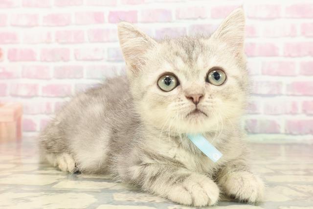 東京都のミヌエット (Coo&RIKU江戸川店/2025年8月24日生まれ/男の子/ブルークラシックタビー)の子猫の3枚目の画像