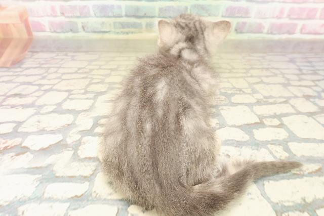 東京都のミヌエット (Coo&RIKU江戸川店/2025年8月24日生まれ/男の子/ブルークラシックタビー)の子猫の4枚目の画像