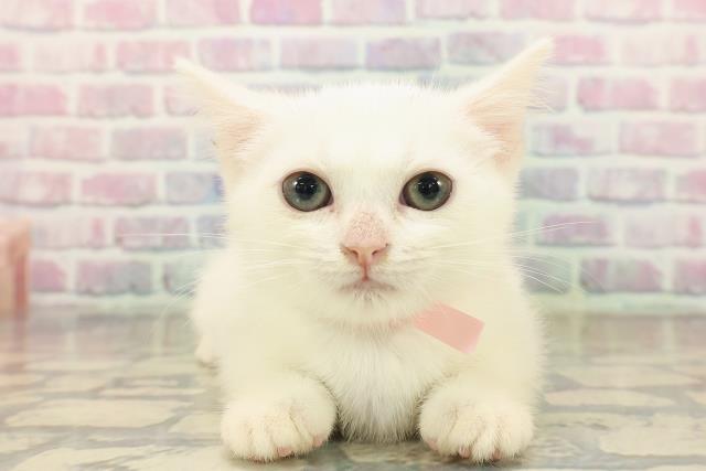 福井県のマンチカン (Coo&RIKU福井店/2025年8月21日生まれ/女の子/ホワイト)の子猫の1枚目の画像