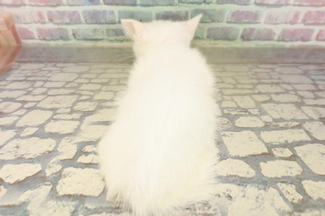 福井県のマンチカン (Coo&RIKU福井店/2025年8月21日生まれ/女の子/ホワイト)の子猫の4枚目の画像