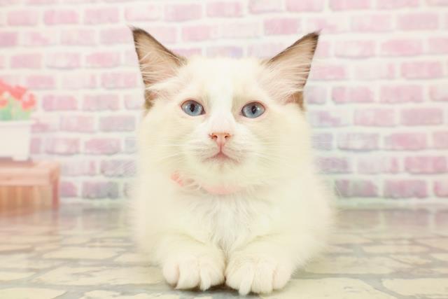 北海道のラグドール (Coo&RIKU札幌東店/2025年9月2日生まれ/女の子/シールポイントバイカラー)の子猫の1枚目の画像