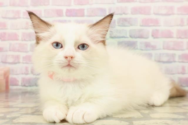 北海道のラグドール (Coo&RIKU札幌東店/2025年9月2日生まれ/女の子/シールポイントバイカラー)の子猫の2枚目の画像