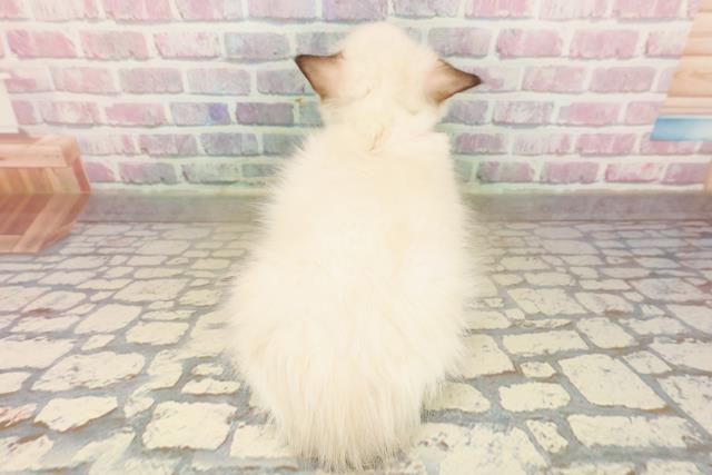 北海道のラグドール (Coo&RIKU札幌東店/2025年9月2日生まれ/女の子/シールポイントバイカラー)の子猫の4枚目の画像