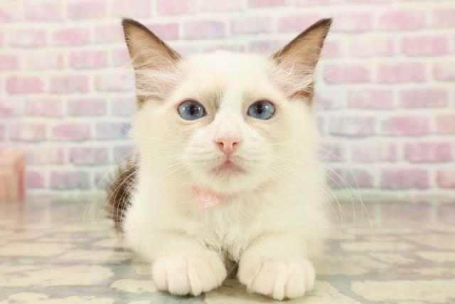 山梨県のラグドール (Coo&RIKU甲府昭和通り店/2025年9月2日生まれ/女の子/シールポイントバイカラー)の子猫の1枚目の画像