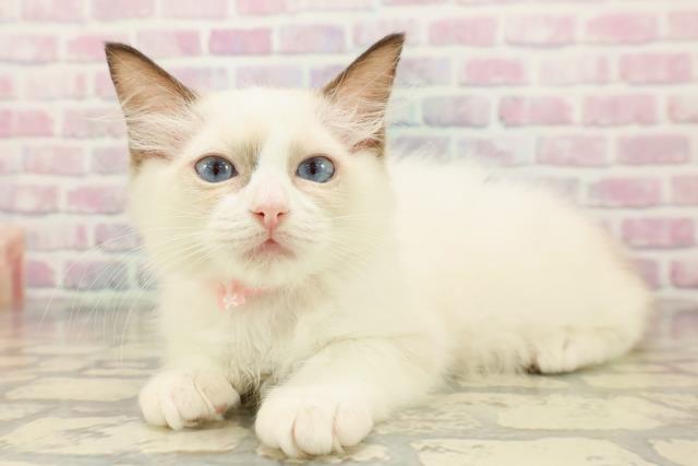 山梨県のラグドール (Coo&RIKU甲府昭和通り店/2025年9月2日生まれ/女の子/シールポイントバイカラー)の子猫の2枚目の画像