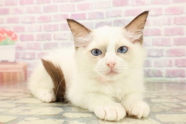 山梨県のラグドール (Coo&RIKU甲府昭和通り店/2025年9月2日生まれ/女の子/シールポイントバイカラー)の子猫の3枚目の画像