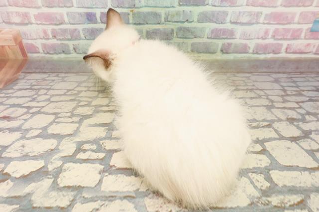 山梨県のラグドール (Coo&RIKU甲府昭和通り店/2025年9月2日生まれ/女の子/シールポイントバイカラー)の子猫の4枚目の画像