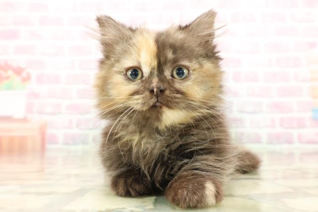 北海道のミヌエット (Coo&RIKU苫小牧店/2025年9月9日生まれ/女の子/トーティー)の子猫の1枚目の画像