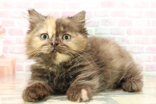 北海道のミヌエット (Coo&RIKU苫小牧店/2025年9月9日生まれ/女の子/トーティー)の子猫の2枚目の画像