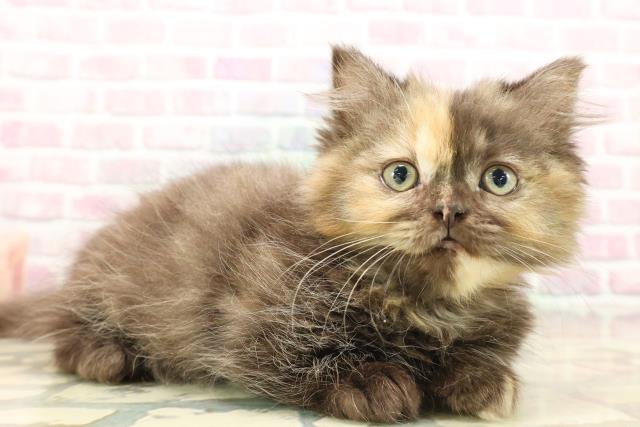 北海道のミヌエット (Coo&RIKU苫小牧店/2025年9月9日生まれ/女の子/トーティー)の子猫の3枚目の画像