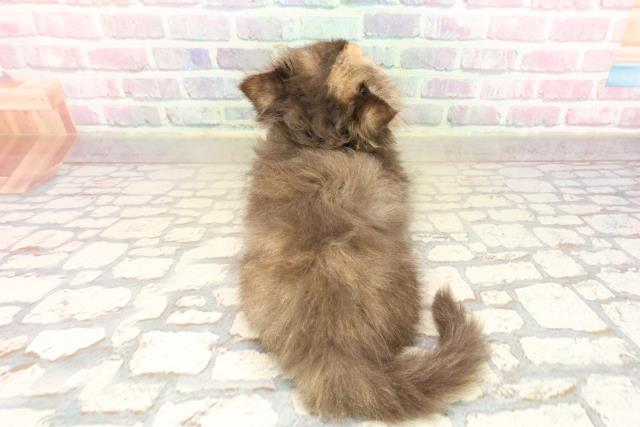 北海道のミヌエット (Coo&RIKU苫小牧店/2025年9月9日生まれ/女の子/トーティー)の子猫の4枚目の画像