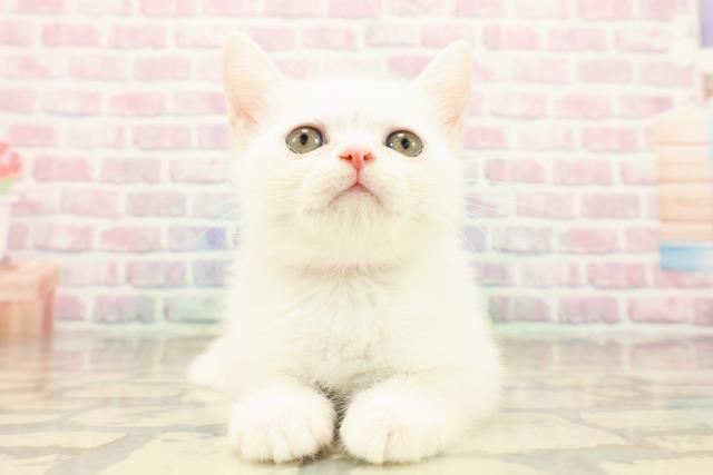 千葉県のミヌエット (Coo&RIKU流山店/2025年9月15日生まれ/女の子/ホワイト)の子猫の1枚目の画像