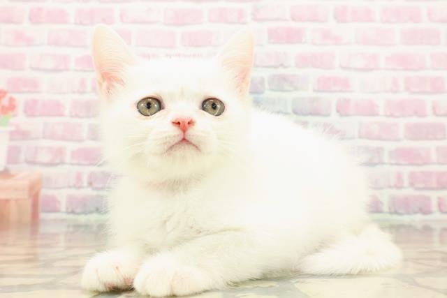 千葉県のミヌエット (Coo&RIKU流山店/2025年9月15日生まれ/女の子/ホワイト)の子猫の2枚目の画像