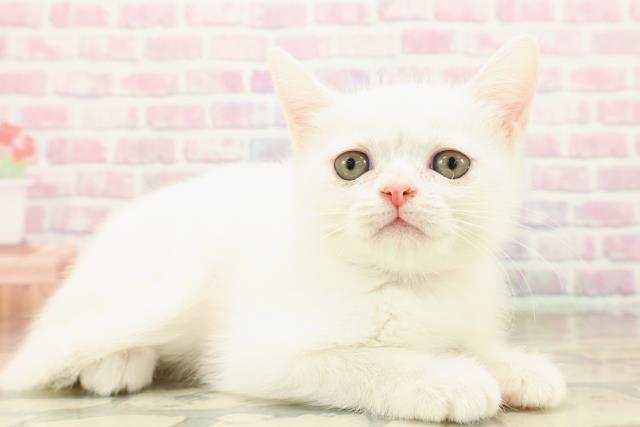 千葉県のミヌエット (Coo&RIKU流山店/2025年9月15日生まれ/女の子/ホワイト)の子猫の3枚目の画像