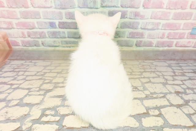 千葉県のミヌエット (Coo&RIKU流山店/2025年9月15日生まれ/女の子/ホワイト)の子猫の4枚目の画像